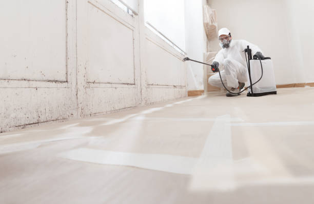 Black mold remediation team in Algonquin